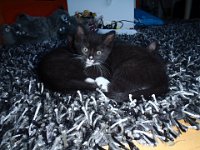 2010-08-22--P8220066