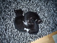 2010-08-22--P8220070