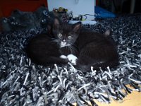 2010-08-22-19-10-P8220066