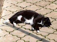 2013-05-05-12h17m14IMG 2406